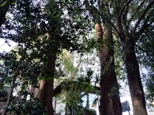 愛宕神社の自然