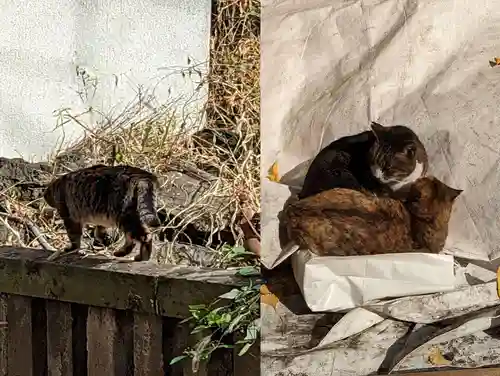 小野照崎神社の動物