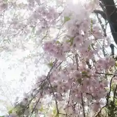 篠ｹ谷神社の自然