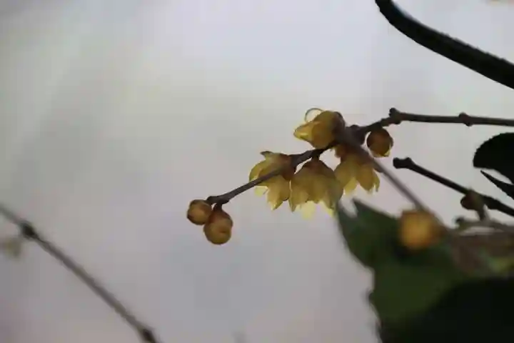 高司神社〜むすびの神の鎮まる社〜の手水舎