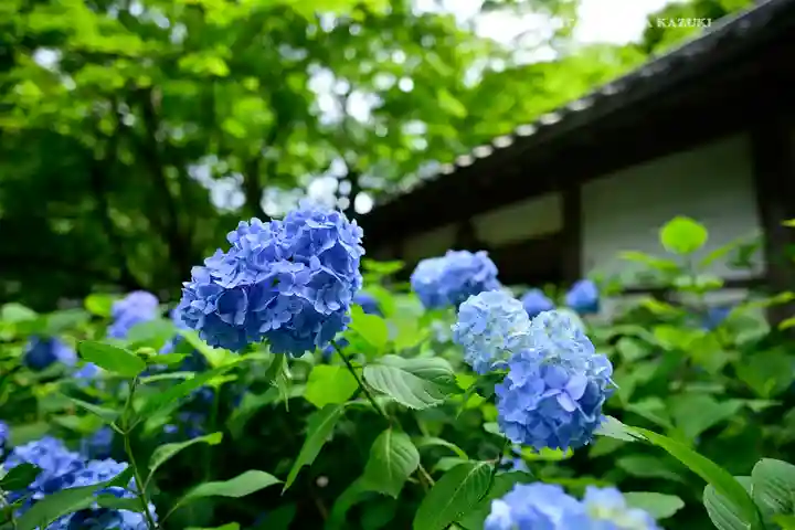 明月院(神奈川県)