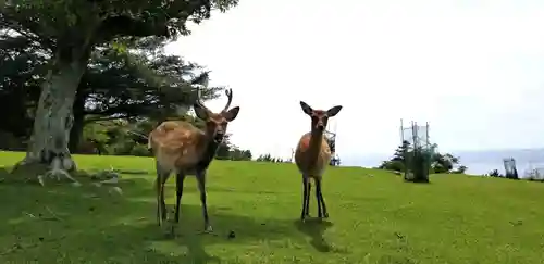 金華山黄金山神社の動物