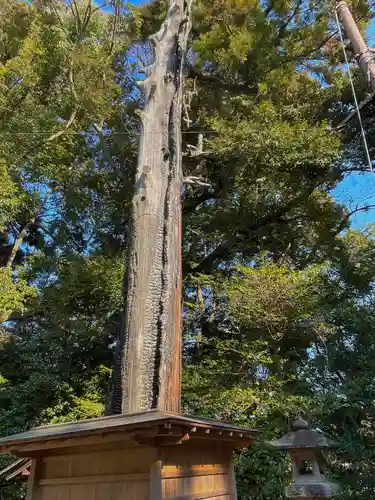 往馬坐伊古麻都比古神社の自然