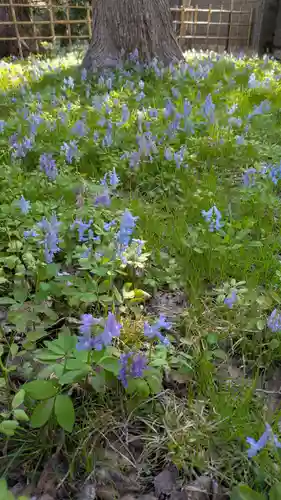 新琴似神社(北海道)
