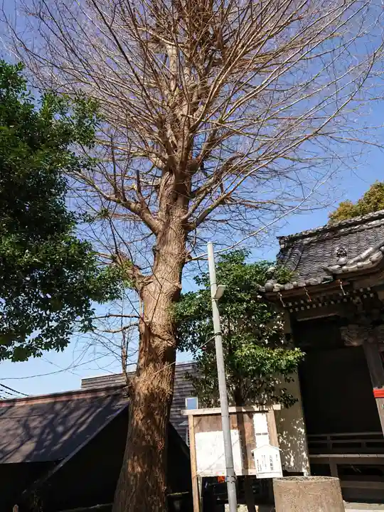 五所神社の自然