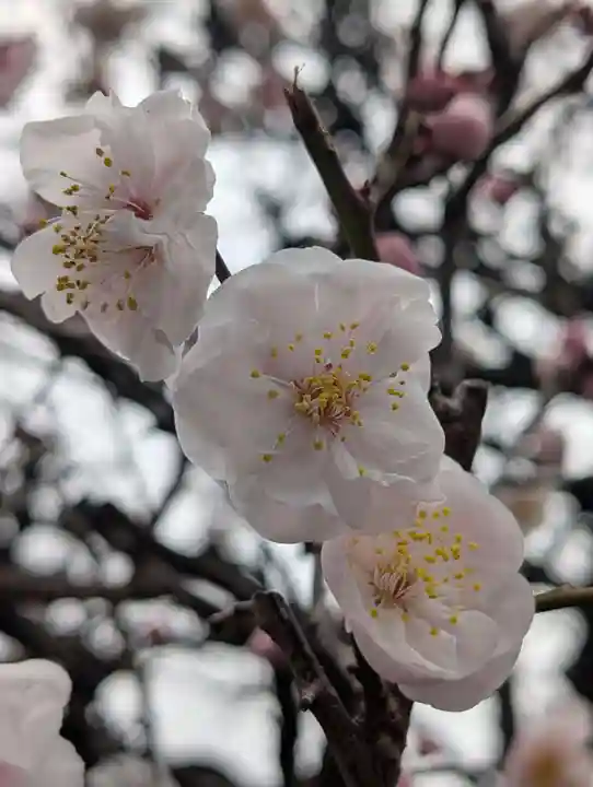 万福寺(東京都)