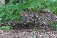 北海道神宮の動物