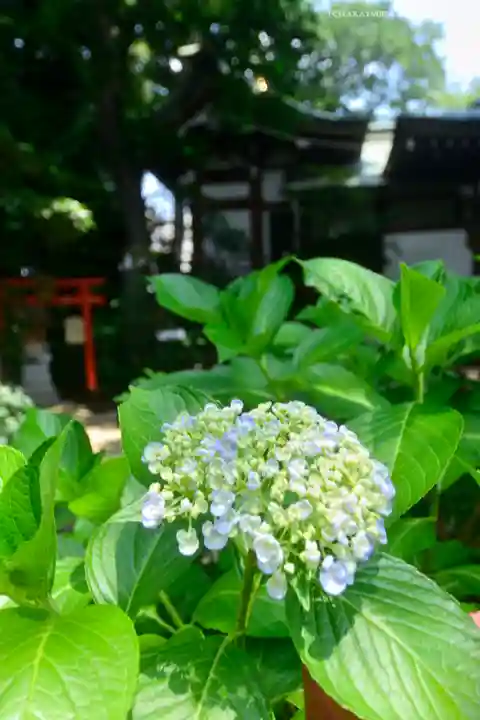 川越八幡宮(埼玉県)