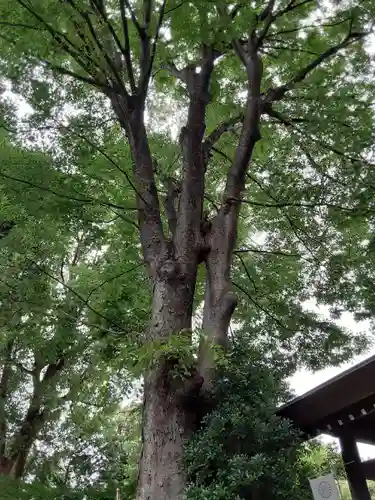 阿佐ヶ谷神明宮(東京都)