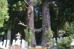 夏井諏訪神社の自然