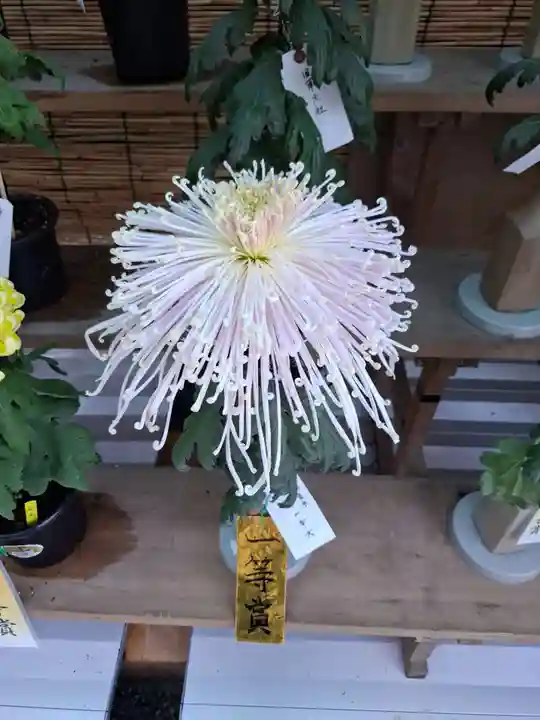 諏訪大社の御朱印