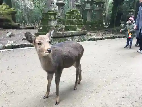 春日大社の動物