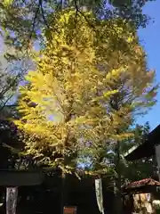 峯ヶ岡八幡神社の自然