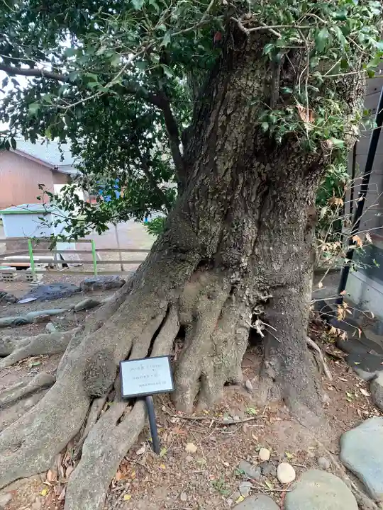 上中居諏訪神社の自然