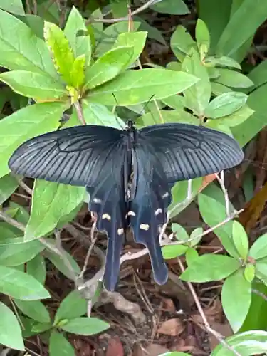 八幡神社の動物