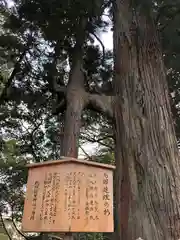 熊野那智神社の自然