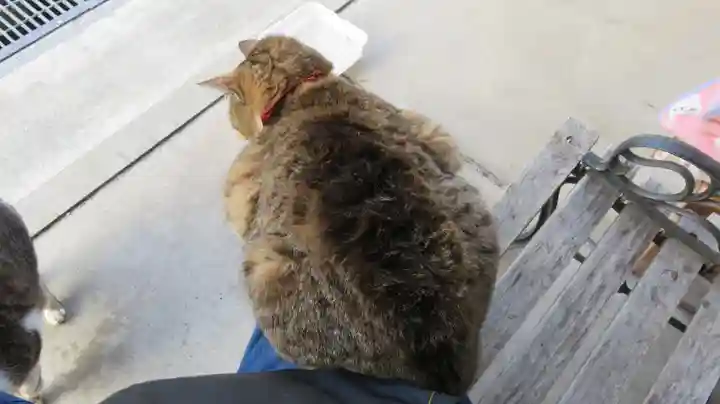 御誕生寺(猫寺)の動物