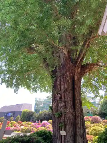 根津神社の自然
