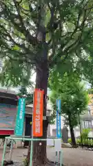 矢先稲荷神社の自然