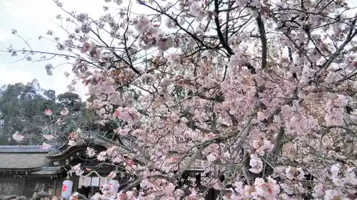 平野神社の自然