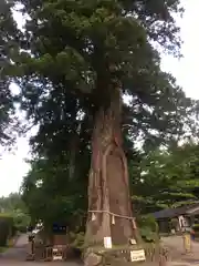 戸隠神社中社の自然