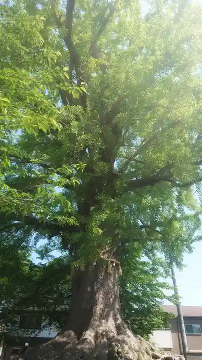 津島神社の自然