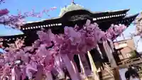 桜神宮の自然