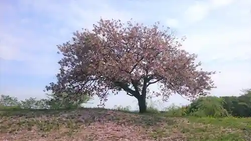 亀岡八幡宮の自然