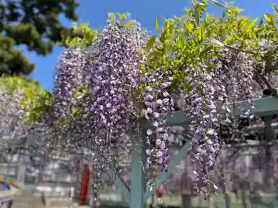 菖蒲神社(埼玉県)