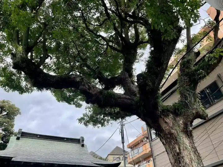 子神社(神奈川県)