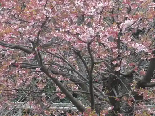 鶴岡八幡宮の自然