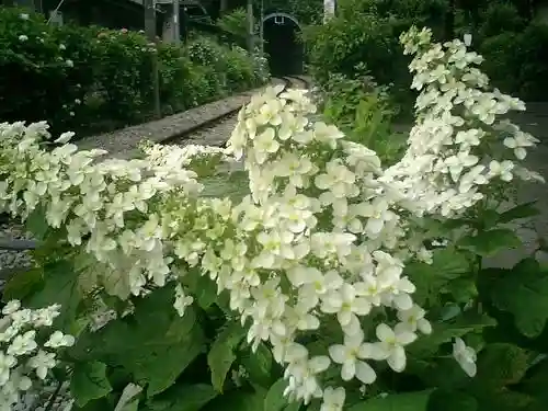 御霊神社の自然