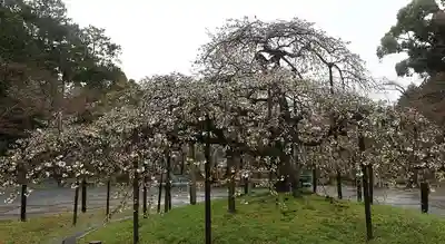 大原野神社(京都府)