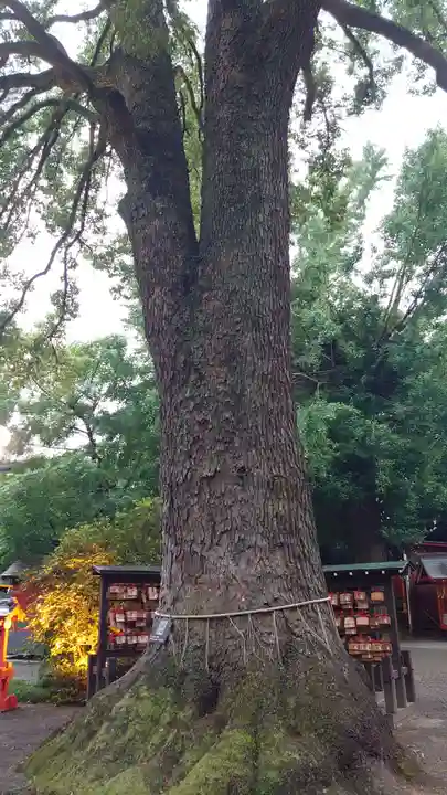 冠稲荷神社の自然