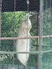 進雄神社の動物