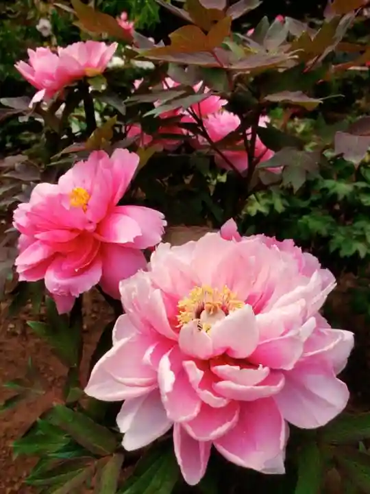 禅定院(東京都)