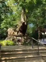 來宮神社(静岡県)