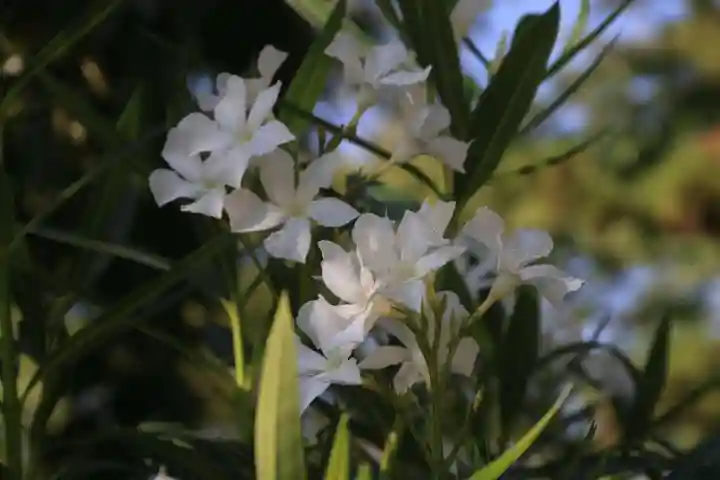 阿久津「田村神社」(郡山市阿久津町)旧社名:伊豆箱根三嶋三社の庭園