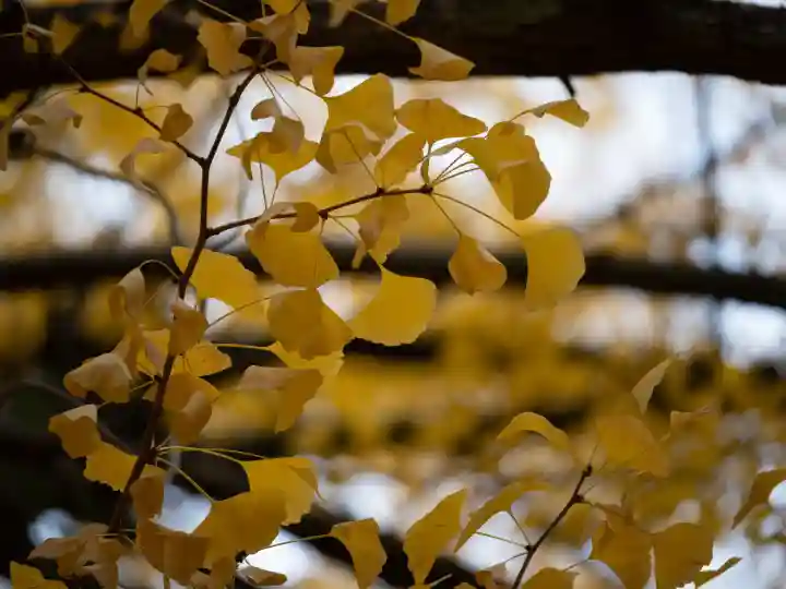 赤坂氷川神社(東京都)