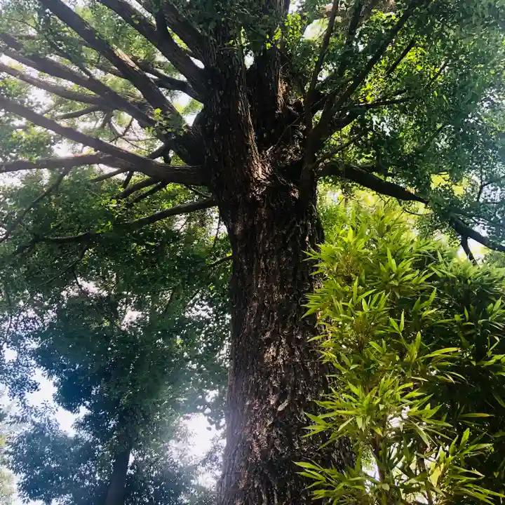 田無神社の自然