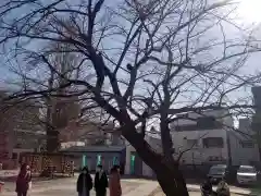 今戸神社の建物その他