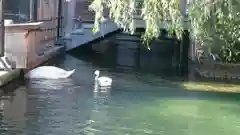 頂法寺（六角堂）の動物