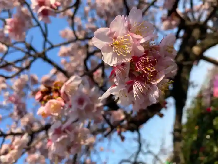 西新井大師総持寺の自然