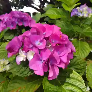 七重浜海津見神社(北海道)(2023年07月10日(月) 09時13分23秒投稿)