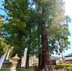 足助八幡宮の自然