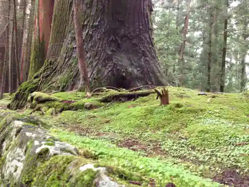 日光二荒山神社の自然
