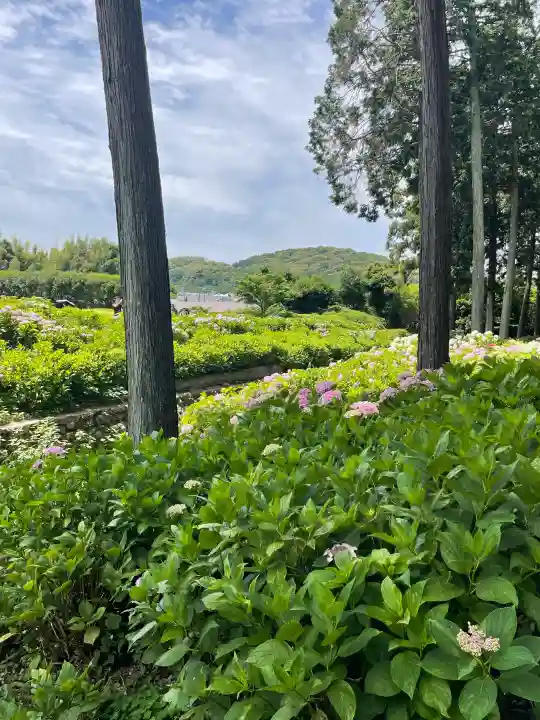 三室戸寺の{uncategorized: "未分類", other: "その他", undefined: "問題あり", building: "その他建物", grave: "お墓", sacred_gate: "鳥居", guardian: "狛犬", statue: "像", buddha: "仏像", history: "歴史", nature: "自然", garden: "庭園", animal: "動物", pagoda: "塔", temizu: "手水舎", mountain_gate: "山門・神門", sanctuary: "本殿・本堂", subordinate: "末社・摂社", art: "芸術", scenery: "景色", jizo: "地蔵", ema: "絵馬", goshuin: "御朱印", omikuji: "おみくじ", items: "授与品その他", amulet: "お守り", goshuincho: "御朱印帳", eats: "食事", festival: "お祭り", votive_dance: "神楽", shichigosan: "七五三参", wedding: "結婚式", experience: "体験その他", initially: "初詣", around: "周辺", anti_infection: "感染症対策"}