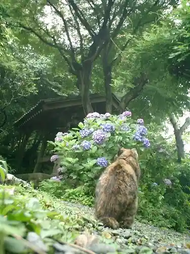 瑞泉寺の動物