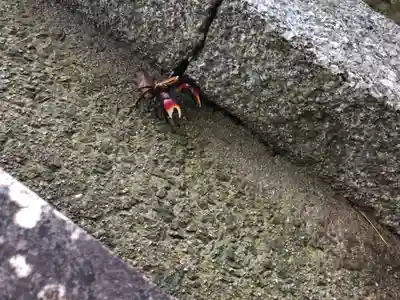 櫛玉比賣命神社の動物