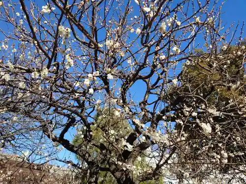 湯島天満宮の自然